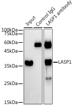 LASP1 Antibody