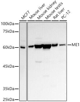 ME1 Antibody