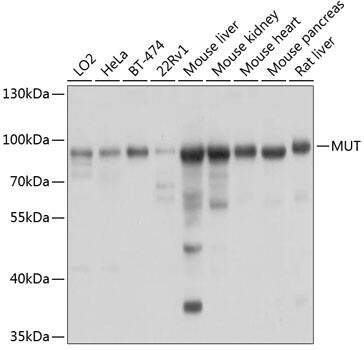 Methylmalonyl Coenzyme A mutase Antibody