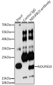 NDUFB10 Antibody