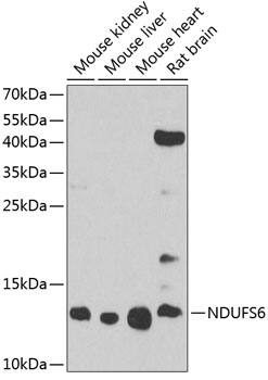 NDUFS6 Antibody