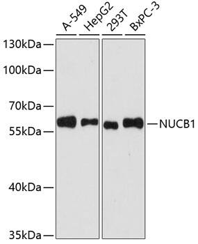 Nucleobindin 1 Antibody