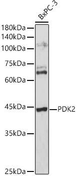PDK2 Antibody
