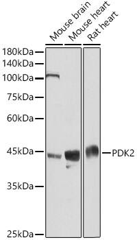 PDK2 Antibody