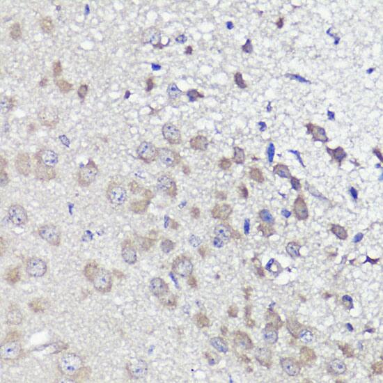 UBL3 Antibody