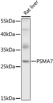 PSMA7 Antibody