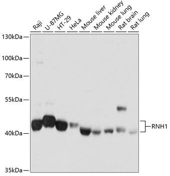 Ribonuclease Inhibitor Antibody