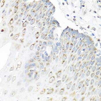 Staufen Antibody