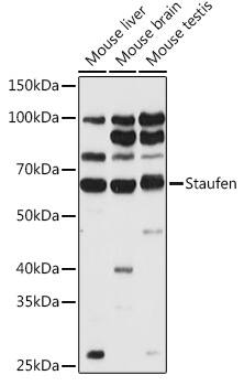 Staufen Antibody