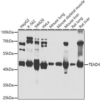 TEAD4 Antibody