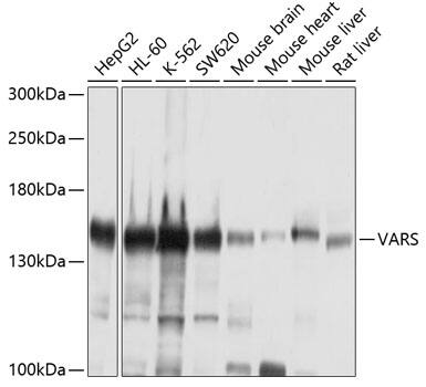 VARS Antibody