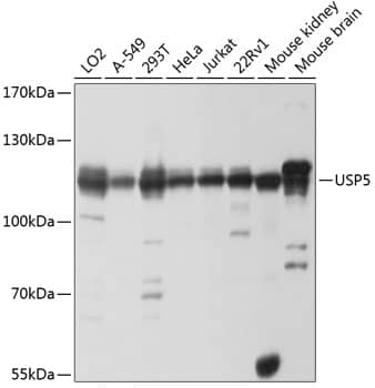 Isopeptidase T/USP5 Antibody