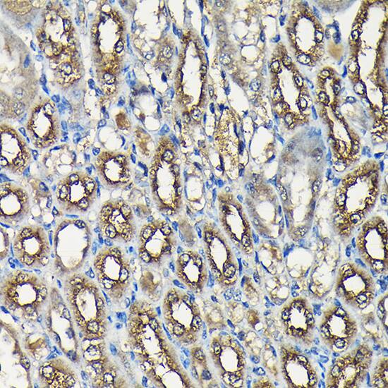Isopeptidase T/USP5 Antibody
