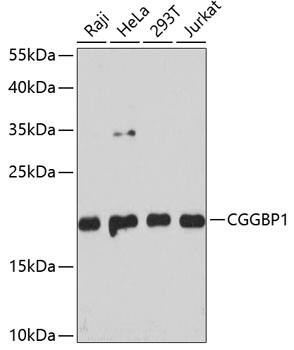 CGGBP1 Antibody