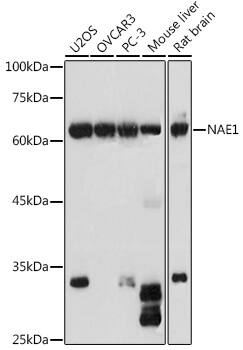 APPBP1 Antibody