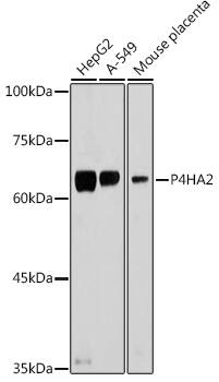 P4HA2 Antibody