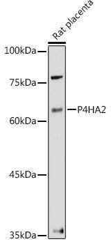 P4HA2 Antibody