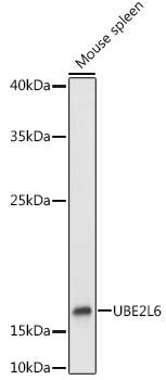 UbcH8/Ube2L6 Antibody