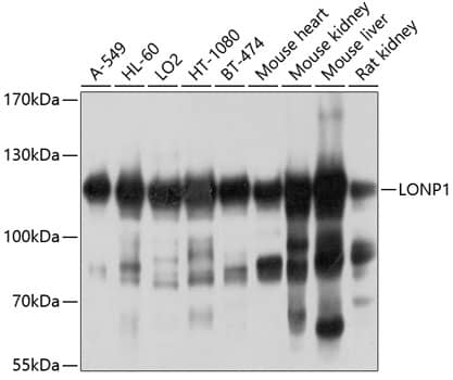 LONP1 Antibody