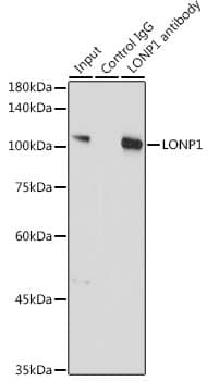 LONP1 Antibody