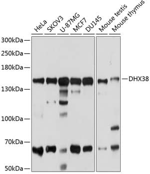 DHX38 Antibody