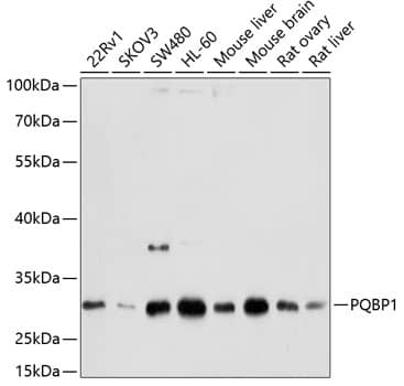 PQBP1 Antibody