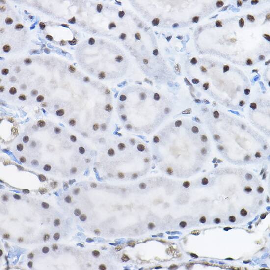 BCAS2 Antibody