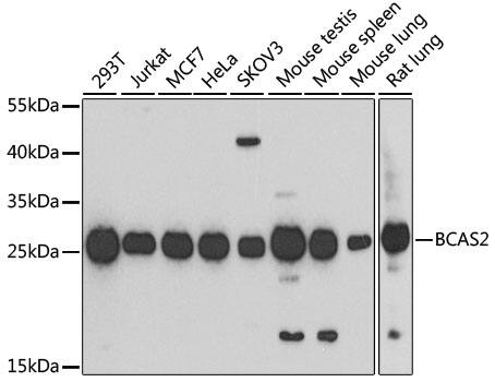 BCAS2 Antibody