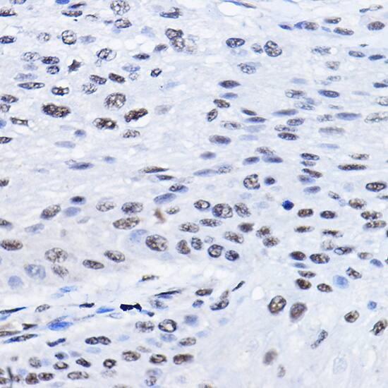 BCAS2 Antibody