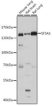 SF3A1 Antibody