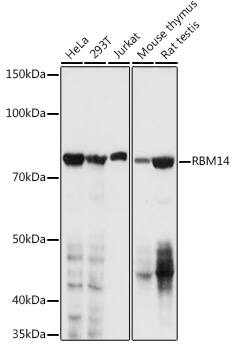 RBM14 Antibody