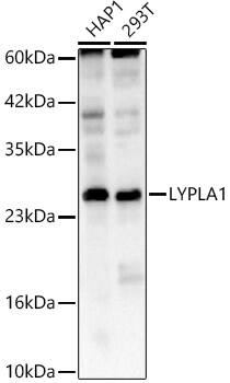 LYPLA1 Antibody