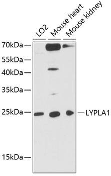 LYPLA1 Antibody