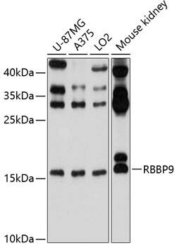 RBBP9 Antibody