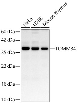 TOMM34 Antibody