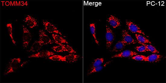 TOMM34 Antibody