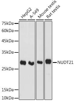 NUDT21 Antibody