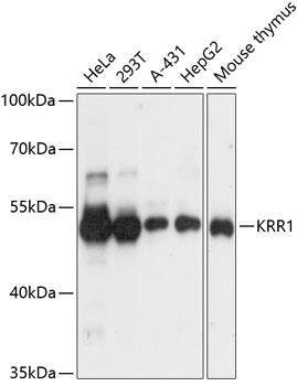 KRR1 Antibody