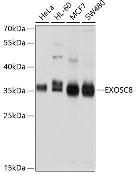 Exosome component 8 Antibody