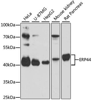 ERP44 Antibody