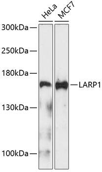 LARP1 Antibody