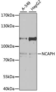 NCAPH Antibody