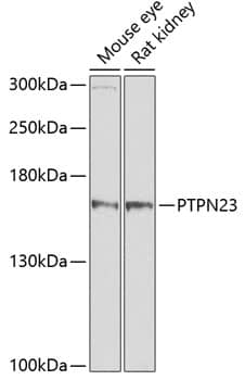 PTPN23 Antibody