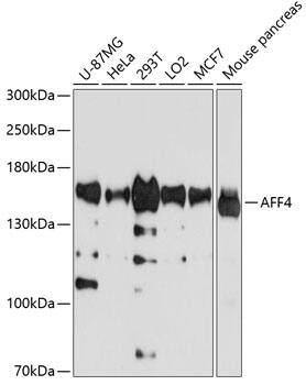 AFF4 Antibody