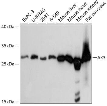 AK3 Antibody