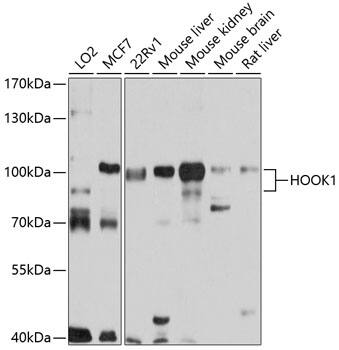 HOOK1 Antibody