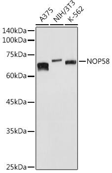 NOP58 Antibody