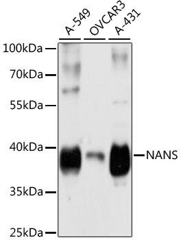 NANS Antibody