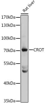 CROT Antibody