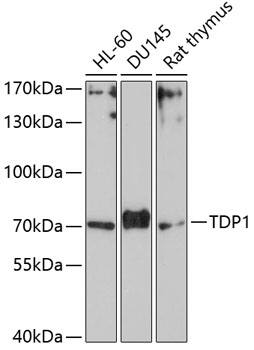 TDP1 Antibody